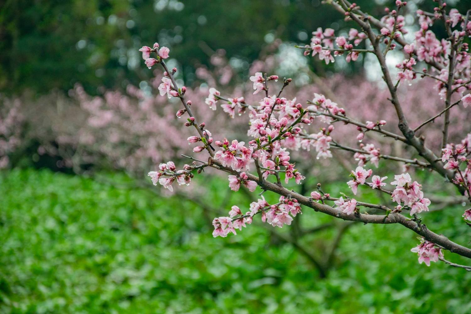 福壽山農場的桃花林, 圖:取自福壽山農場粉絲專頁 福壽山農場的桃花林, 圖:取自福壽山農場粉絲專頁