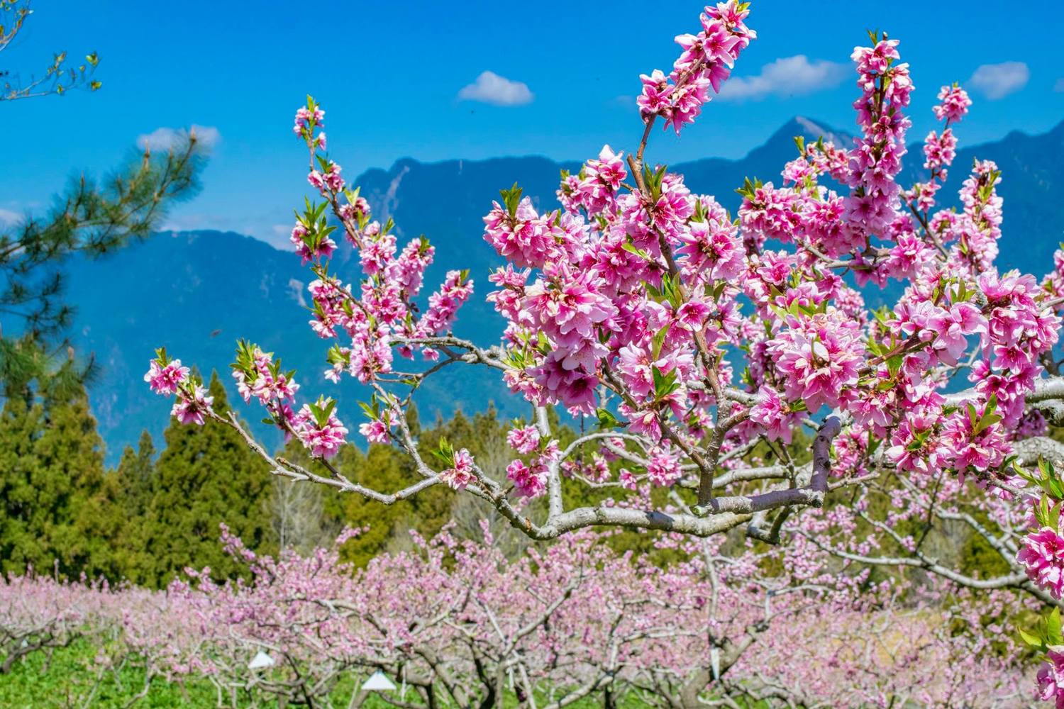 福壽山農場水蜜桃園內矮化的桃樹,開花時桃花就在身邊綻放一樣。 圖:取自福壽山農場粉絲專頁 福壽山農場水蜜桃園內矮化的桃樹,開花時桃花就在身邊綻放一樣。 圖:取自福壽山農場粉絲專頁