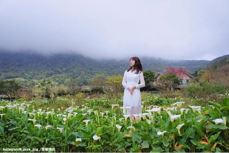 陽明山竹子湖海芋花季,將於3月29日展開。 圖:翻攝自instagram _pure_jing_ /開放權限 陽明山竹子湖海芋花季,將於3月29日展開。 圖:翻攝自instagram _pure_jing_ /開放權限