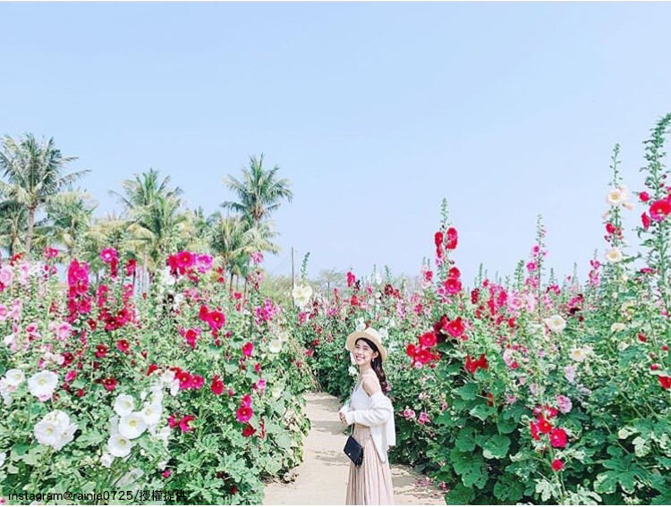 台南學甲蜀葵花海,預計將盛開至四月。 圖:翻攝自instagram rainie0725 /開放權限 台南學甲蜀葵花海,預計將盛開至四月。 圖:翻攝自instagram rainie0725 /開放權限