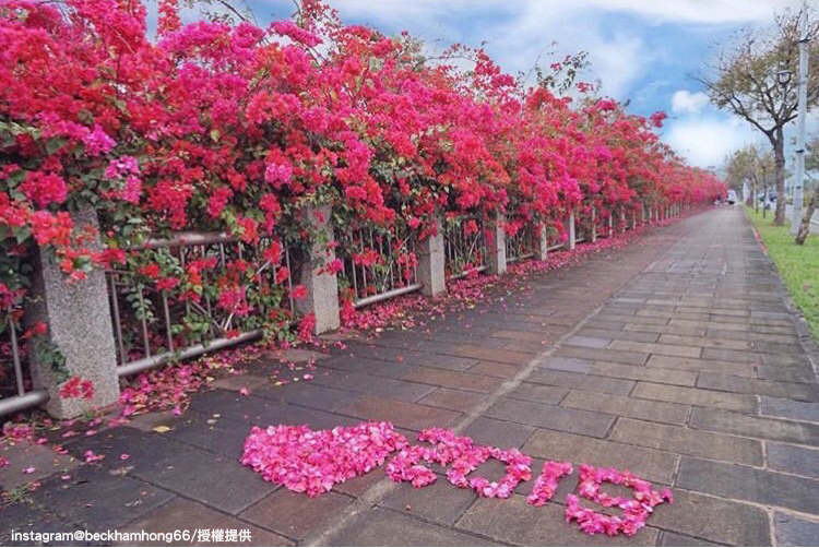 台中中科東大公園旁的九重葛花步道。 圖:翻攝自instagram beckhamhong66 /開放權限 台中中科東大公園旁的九重葛花步道。 圖:翻攝自instagram beckhamhong66 /開放權限