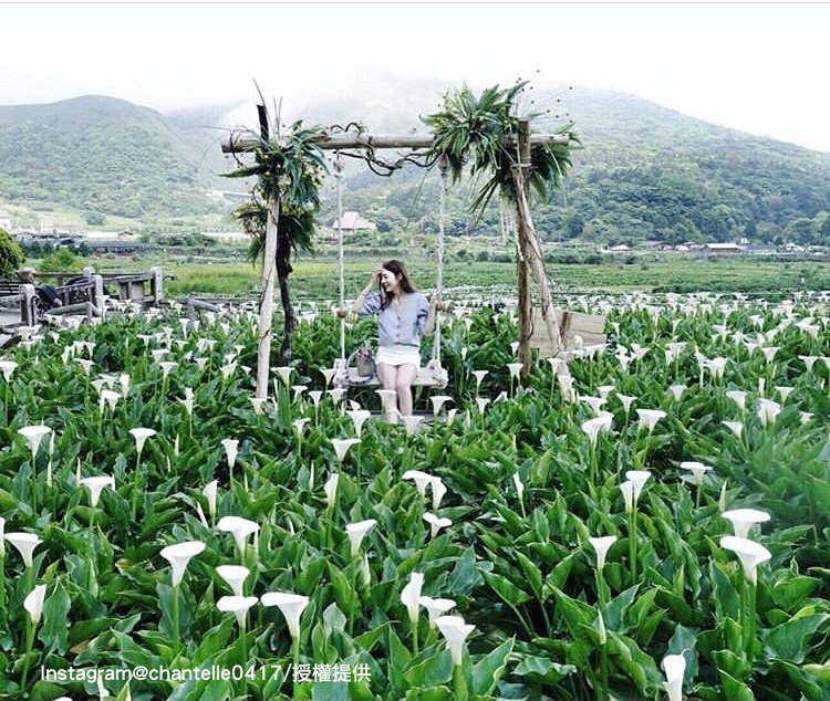 陽明山竹子湖為北部海芋的盛產地。 圖:翻攝自instagram chantelle0417 /開放權限 陽明山竹子湖為北部海芋的盛產地。 圖:翻攝自instagram chantelle0417 /開放權限