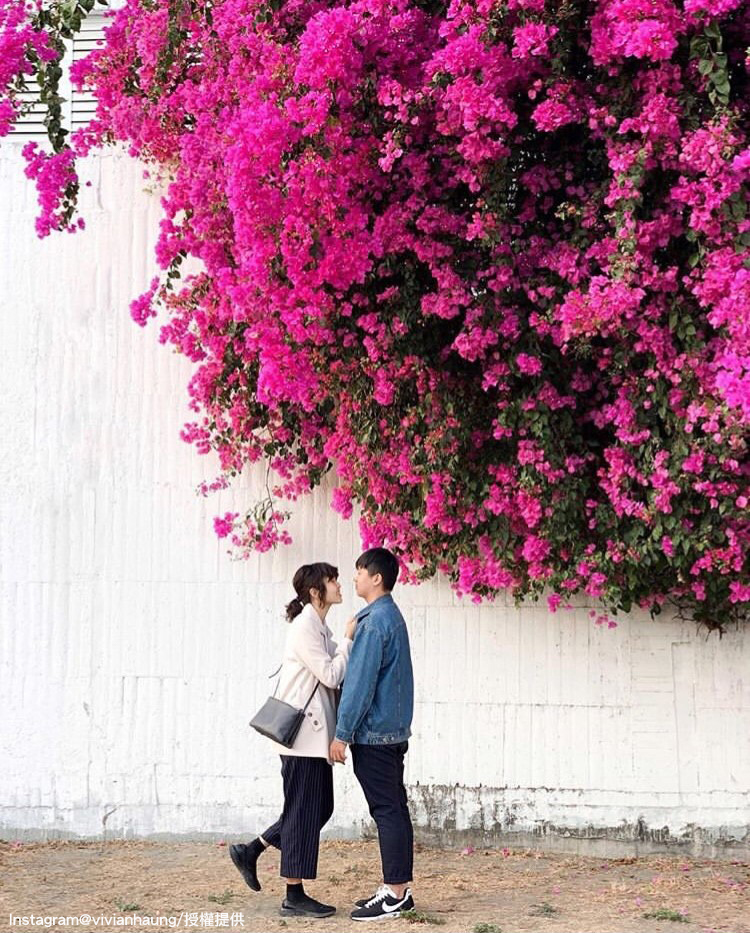 安平九重葛花牆能拍出具有異國風情的照片。 圖:翻攝自instagram vivianhaung /開放權限 安平九重葛花牆能拍出具有異國風情的照片。 圖:翻攝自instagram vivianhaung /開放權限