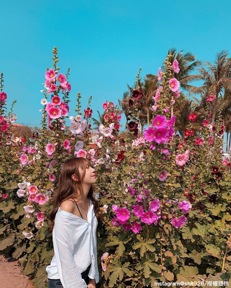 蜀葵花最高能長至2公尺,讓人彷彿置身在花園秘境中。 圖:翻攝自instagram she926 /開放權限 蜀葵花最高能長至2公尺,讓人彷彿置身在花園秘境中。 圖:翻攝自instagram she926 /開放權限