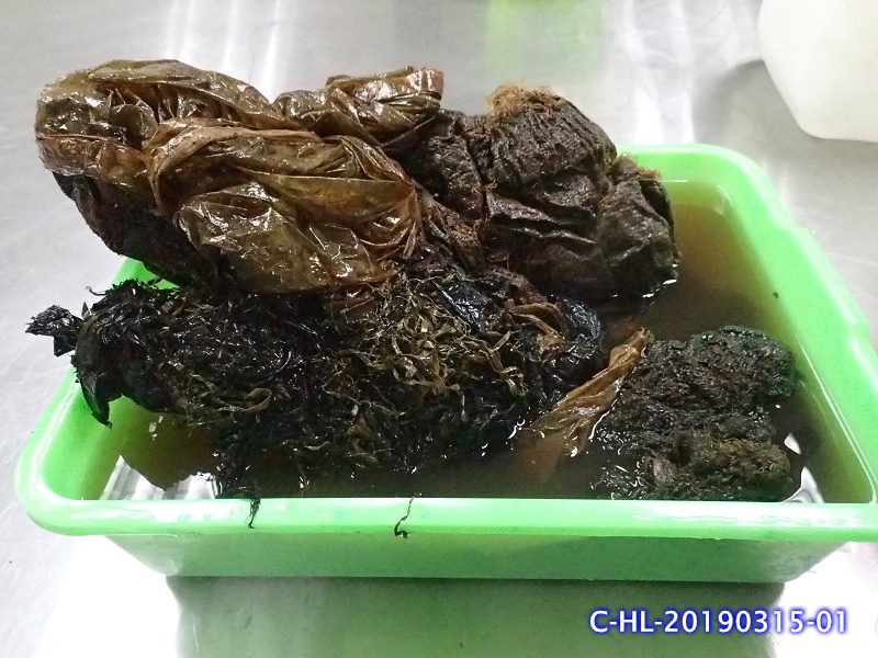 胃內的塑膠垃圾。 圖:海保署/提供 胃內的塑膠垃圾。 圖:海保署/提供