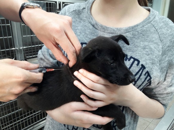 動物醫院和主人合力為犬隻施打狂犬病疫苗。 圖:新北市動保處/提供 動物醫院和主人合力為犬隻施打狂犬病疫苗。 圖:新北市動保處/提供