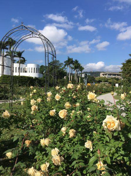 花博新生園區內的樹玫瑰、法國玫瑰、茶香玫瑰、英國玫瑰、豐花玫瑰等,已經陸續開花囉! 圖:取自 工務話台北 臉書粉絲專頁 花博新生園區內的樹玫瑰、法國玫瑰、茶香玫瑰、英國玫瑰、豐花玫瑰等,已經陸續開花囉! 圖:取自 工務話台北 臉書粉絲專頁