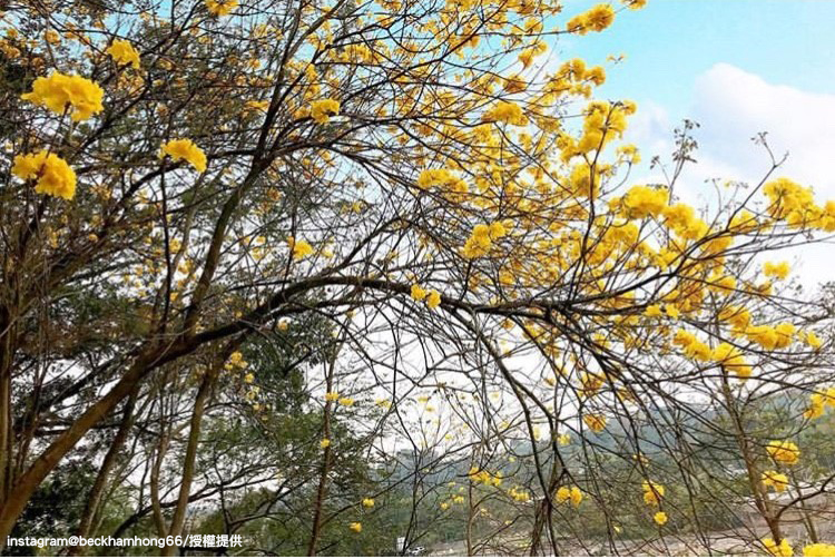 竹崎親水公園內,點點黃花盛開的景色,非常迷人! 圖:翻攝自instagram beckhamhong66 /開放權限 竹崎親水公園內,點點黃花盛開的景色,非常迷人! 圖:翻攝自instagram beckhamhong66 /開放權限