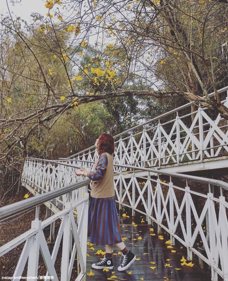 站在步道上和黃花風鈴木拍美照,別有一番風味! 圖:翻攝自instagram leeyichieh /開放權限 站在步道上和黃花風鈴木拍美照,別有一番風味! 圖:翻攝自instagram leeyichieh /開放權限