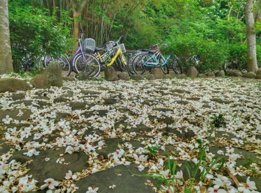 桃園市三坑自行車道油桐花灑落一地,如白雪般。圖:取自客家桐花祭官網 桃園市三坑自行車道油桐花灑落一地,如白雪般。圖:取自客家桐花祭官網