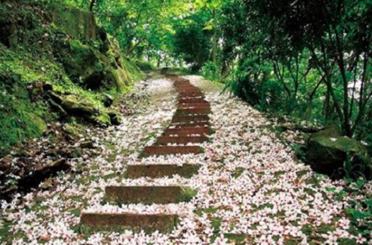 苗栗縣四月雪小徑油桐花灑滿步道。圖:取自客家桐花季官網 苗栗縣四月雪小徑油桐花灑滿步道。圖:取自客家桐花季官網