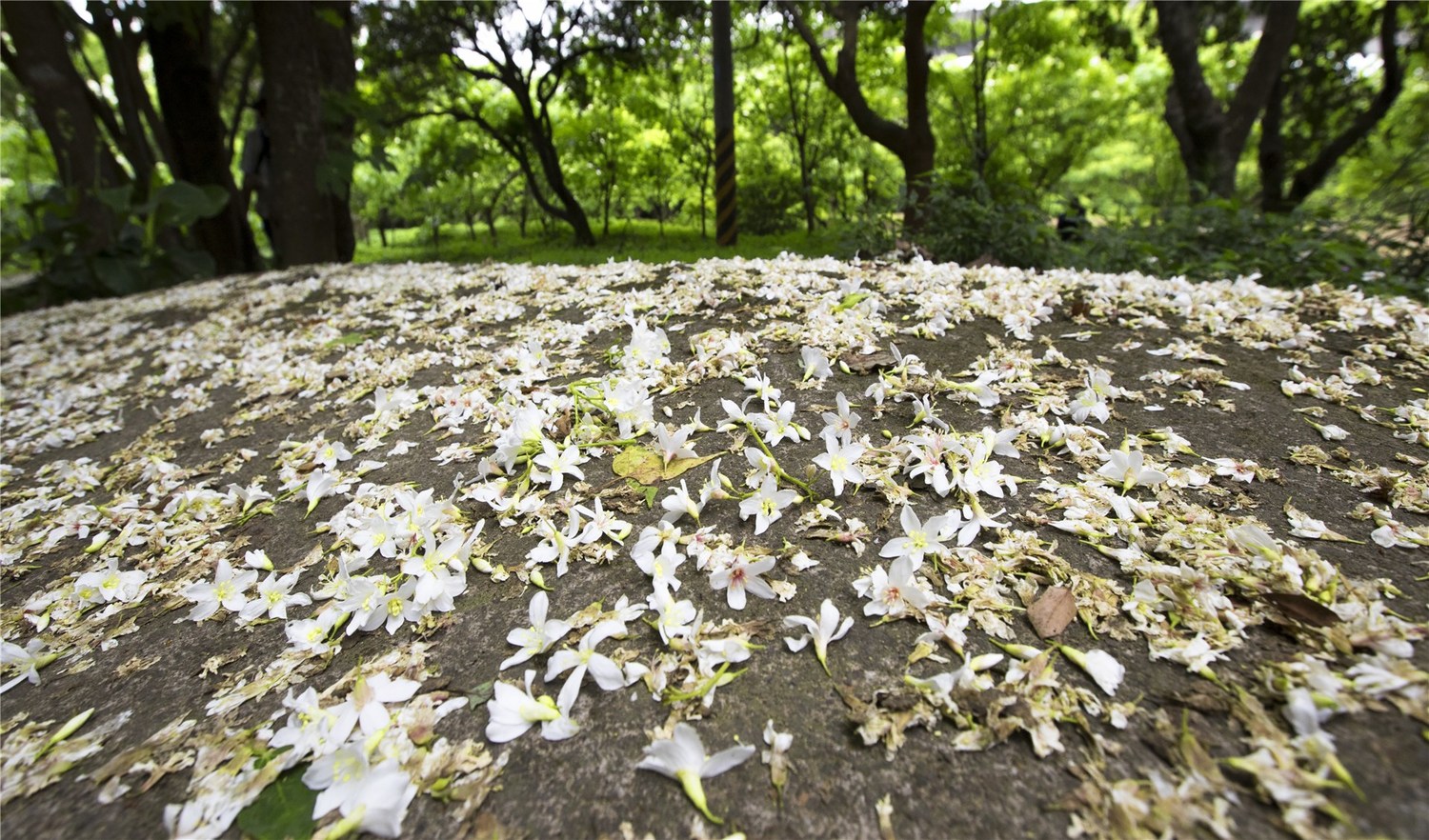 新竹縣仁和步道不只有油桐花,也有歷史建築群可觀賞。圖:取自客家桐花祭官網 新竹縣仁和步道不只有油桐花,也有歷史建築群可觀賞。圖:取自客家桐花祭官網
