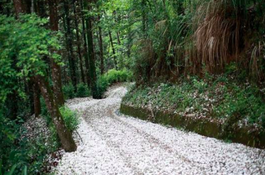 台中市東勢林場每到春季,油桐花盛開遍佈山野。圖:東勢林場/提供 台中市東勢林場每到春季,油桐花盛開遍佈山野。圖:東勢林場/提供