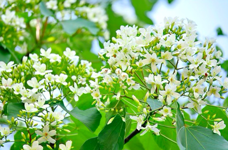 雲林縣古坑鄉荷苞桐花公園已經盛開。圖:取自客家桐花祭官網 雲林縣古坑鄉荷苞桐花公園已經盛開。圖:取自客家桐花祭官網