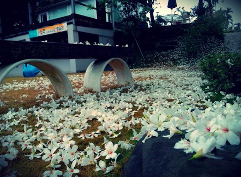 嘉義市圓林仔桐花步道。圖:取自客家桐花祭官網。 嘉義市圓林仔桐花步道。圖:取自客家桐花祭官網。