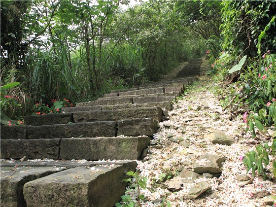 宜蘭縣仁山植物園,全長1.3公里的桐花林道。圖:取自客家桐花祭官網 宜蘭縣仁山植物園,全長1.3公里的桐花林道。圖:取自客家桐花祭官網