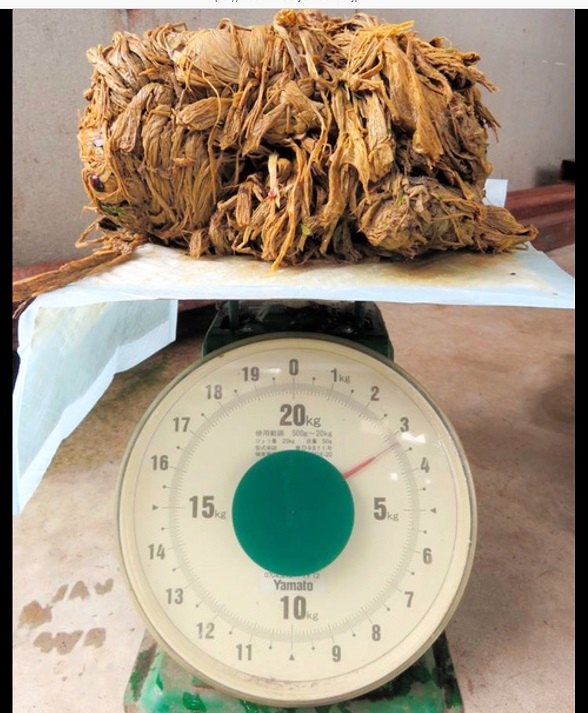奈良鹿肚內有3公斤甚至4公斤的塑膠袋,從陸客暴增後就有的問題,導致鹿的死亡。 圖:截自朝日電視網站 奈良鹿肚內有3公斤甚至4公斤的塑膠袋,從陸客暴增後就有的問題,導致鹿的死亡。 圖:截自朝日電視網站