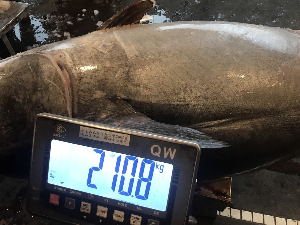 黑鮪魚重量達210.8公斤。 圖:蘇澳區漁會/提供 黑鮪魚重量達210.8公斤。 圖:蘇澳區漁會/提供