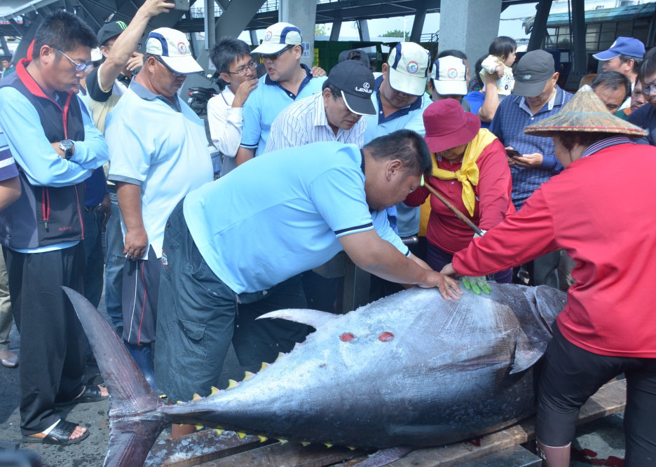 東港區漁會17日上午進行驗魚確認是否為「第一鮪」。 圖:屏東縣政府/提供 東港區漁會17日上午進行驗魚確認是否為「第一鮪」。 圖:屏東縣政府/提供