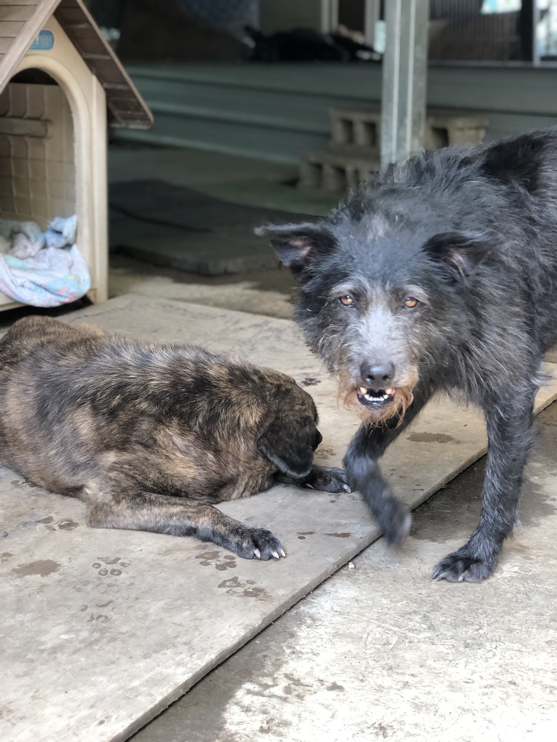 卓媽媽之家成為台灣第一座百分之百綠能流浪犬中心。 圖:台灣再生能源推動聯盟/提供 卓媽媽之家成為台灣第一座百分之百綠能流浪犬中心。 圖:台灣再生能源推動聯盟/提供