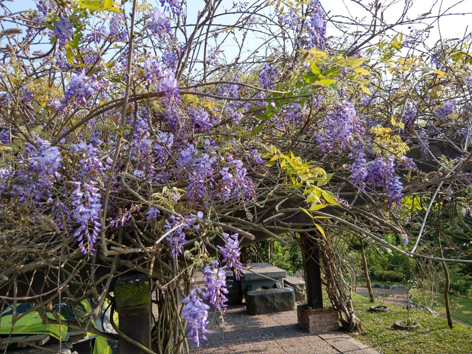 苗栗杜石地一號紫錐花莊園。圖:翻攝杜石地一號臉書 苗栗杜石地一號紫錐花莊園。圖:翻攝杜石地一號臉書