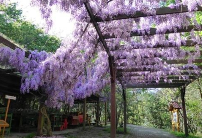 桃園武陵農場紫藤花。圖:武陵農場/提供 桃園武陵農場紫藤花。圖:武陵農場/提供