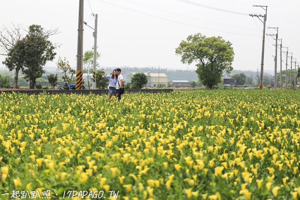 台中外埔海芋田。圖:一起趴趴照授權提供 台中外埔海芋田。圖:一起趴趴照授權提供