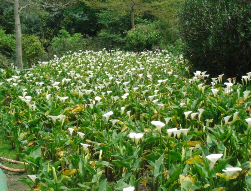 新竹尖石油羅溪森林海芋田。圖:翻攝海芋季臉書 新竹尖石油羅溪森林海芋田。圖:翻攝海芋季臉書