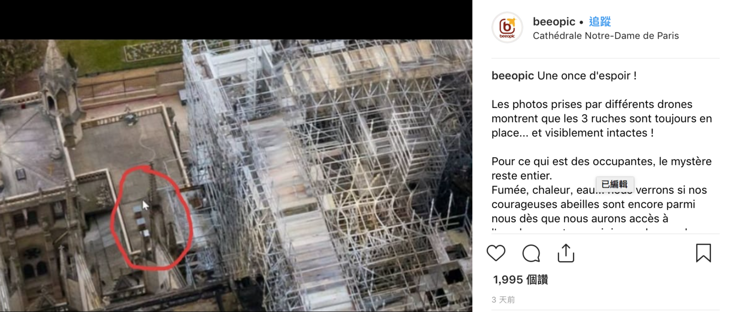 蜂巢就在聖母院屋頂旁。 圖:擷取自Beeopic/IG 蜂巢就在聖母院屋頂旁。 圖:擷取自Beeopic/IG