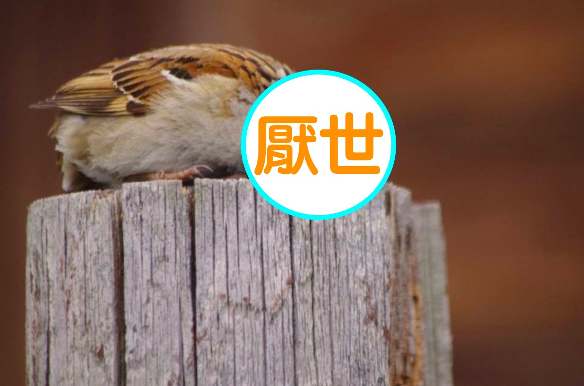 日本攝影師意外拍下「超厭世麻雀」,讓許多網友看了心有戚戚焉。 圖/翻攝自 aerial2009 推特 日本攝影師意外拍下「超厭世麻雀」,讓許多網友看了心有戚戚焉。 圖/翻攝自 aerial2009 推特