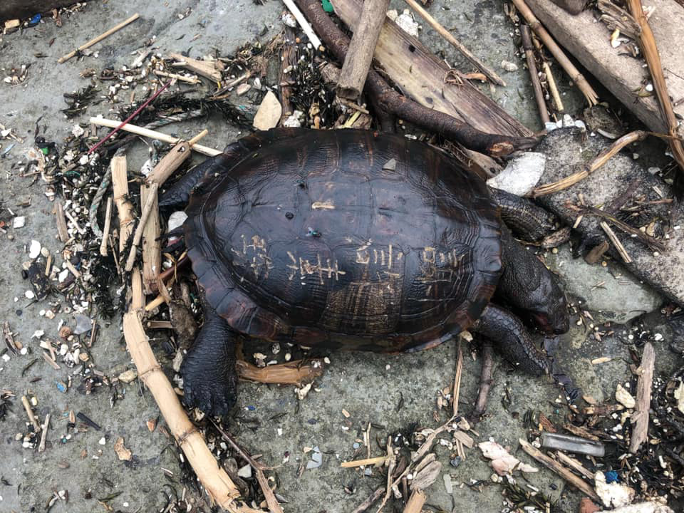 日前和平島公園發現慘死的淡水龜,背上還遭刻字,令人十分心疼,放生議題也再次引發關注 圖:和平島公園官方粉絲團 日前和平島公園發現慘死的淡水龜,背上還遭刻字,令人十分心疼,放生議題也再次引發關注 圖:和平島公園官方粉絲團