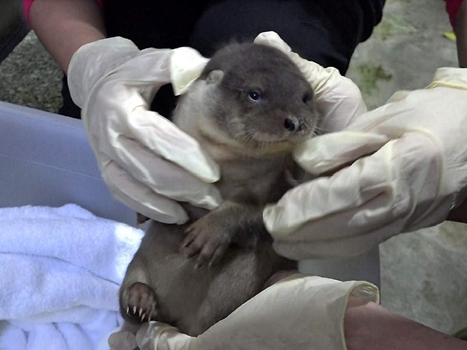 歐亞水獺寶寶:「咦?好多人呀!」 圖:截自台北市立動物園臉書 歐亞水獺寶寶:「咦?好多人呀!」 圖:截自台北市立動物園臉書