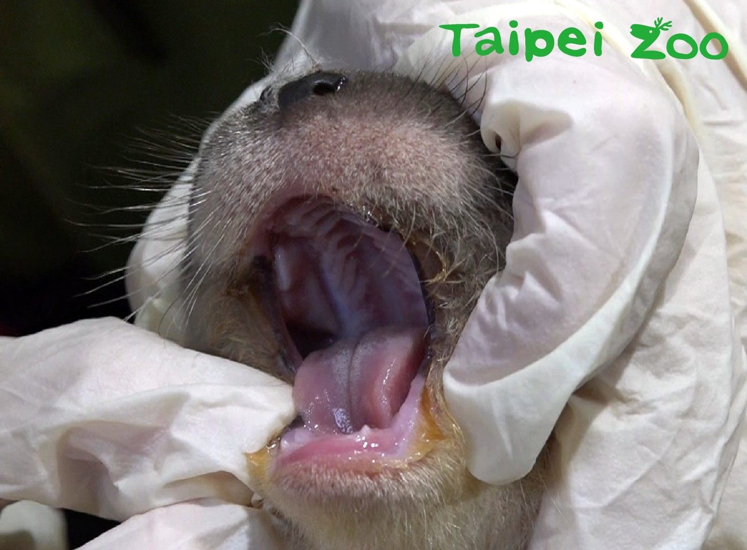 新生歐亞水獺寶寶已長出小小的牙齒。 圖:截自台北市立動物園臉書 新生歐亞水獺寶寶已長出小小的牙齒。 圖:截自台北市立動物園臉書