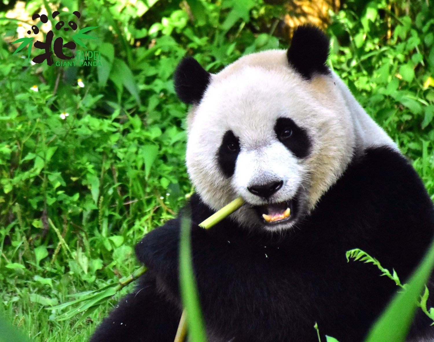竹筍讓圓仔愛不釋手。 圖:台北市立動物園/提供 竹筍讓圓仔愛不釋手。 圖:台北市立動物園/提供