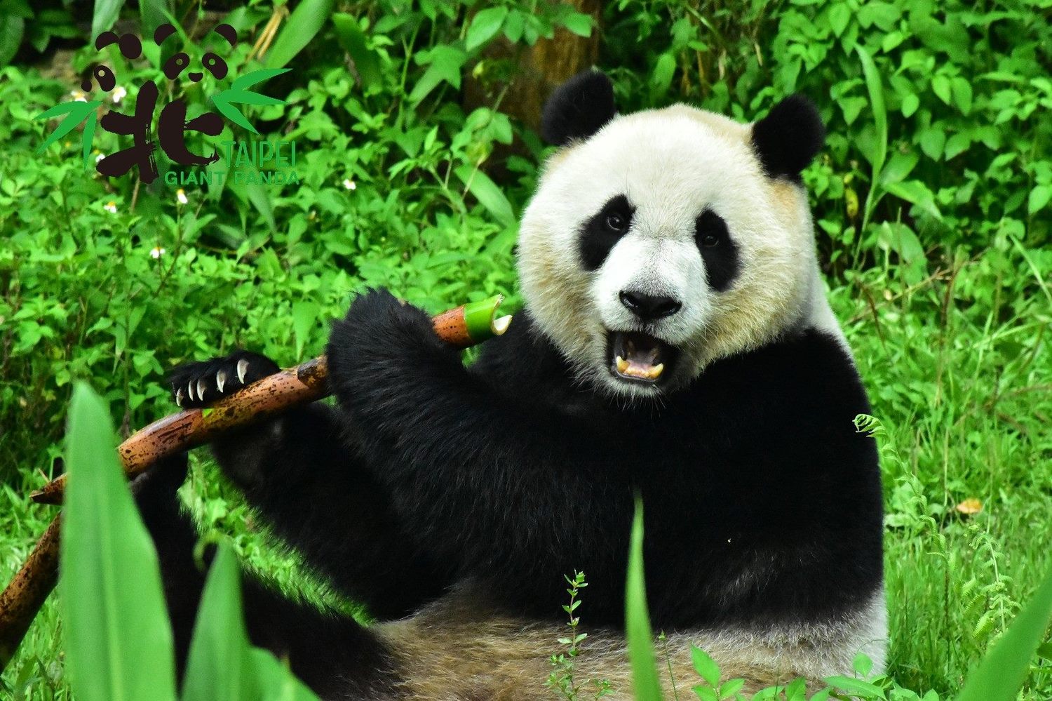 「你問我哪一種筍最好吃嗎?都很好吃唷!」 圖:台北市立動物園/提供 「你問我哪一種筍最好吃嗎?都很好吃唷!」 圖:台北市立動物園/提供