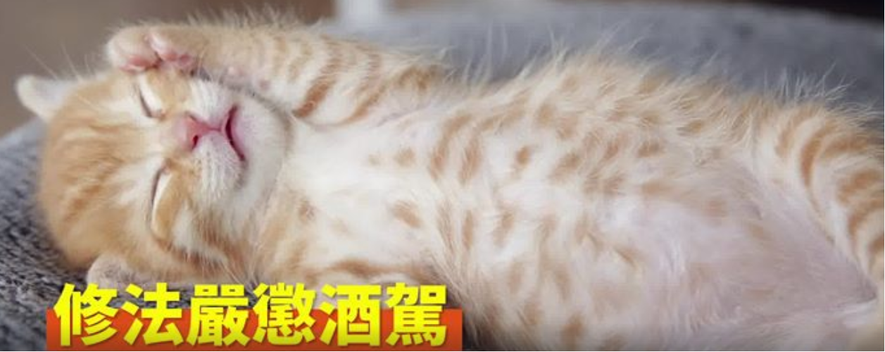 行政院今(20)天在臉書貼出政績宣傳片,透過萌萌的幼貓,讓網友瘋狂分享,2小時就超過3千次。 圖:擷自影片 行政院今(20)天在臉書貼出政績宣傳片,透過萌萌的幼貓,讓網友瘋狂分享,2小時就超過3千次。 圖:擷自影片