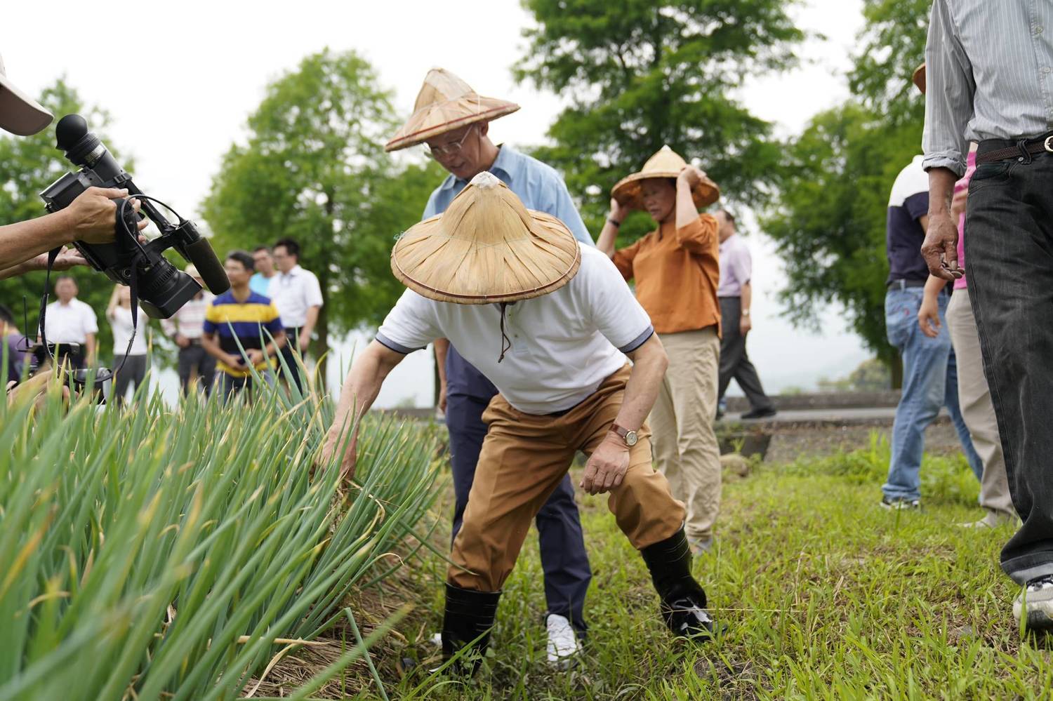 王金平穿著卡其褲和黑色雨鞋到田裡拔蔥、挑蔥,俐落手法被農民稱讚很專業。 圖:王金平辦公室/提供 王金平穿著卡其褲和黑色雨鞋到田裡拔蔥、挑蔥,俐落手法被農民稱讚很專業。 圖:王金平辦公室/提供