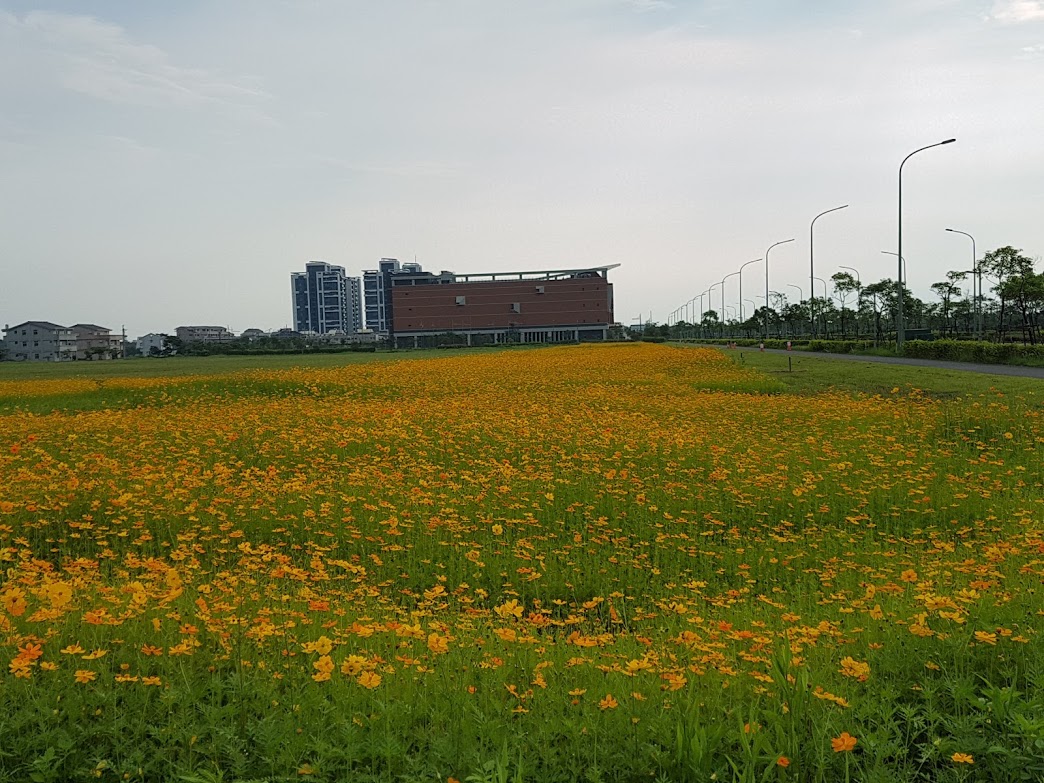 宜蘭科學園區宜科一路旁,大片黃波斯菊正在盛開,美麗花海相當吸睛,成為民眾拍照熱點。 圖/記者李清貴攝,2019.05.27 宜蘭科學園區宜科一路旁,大片黃波斯菊正在盛開,美麗花海相當吸睛,成為民眾拍照熱點。 圖/記者李清貴攝,2019.05.27