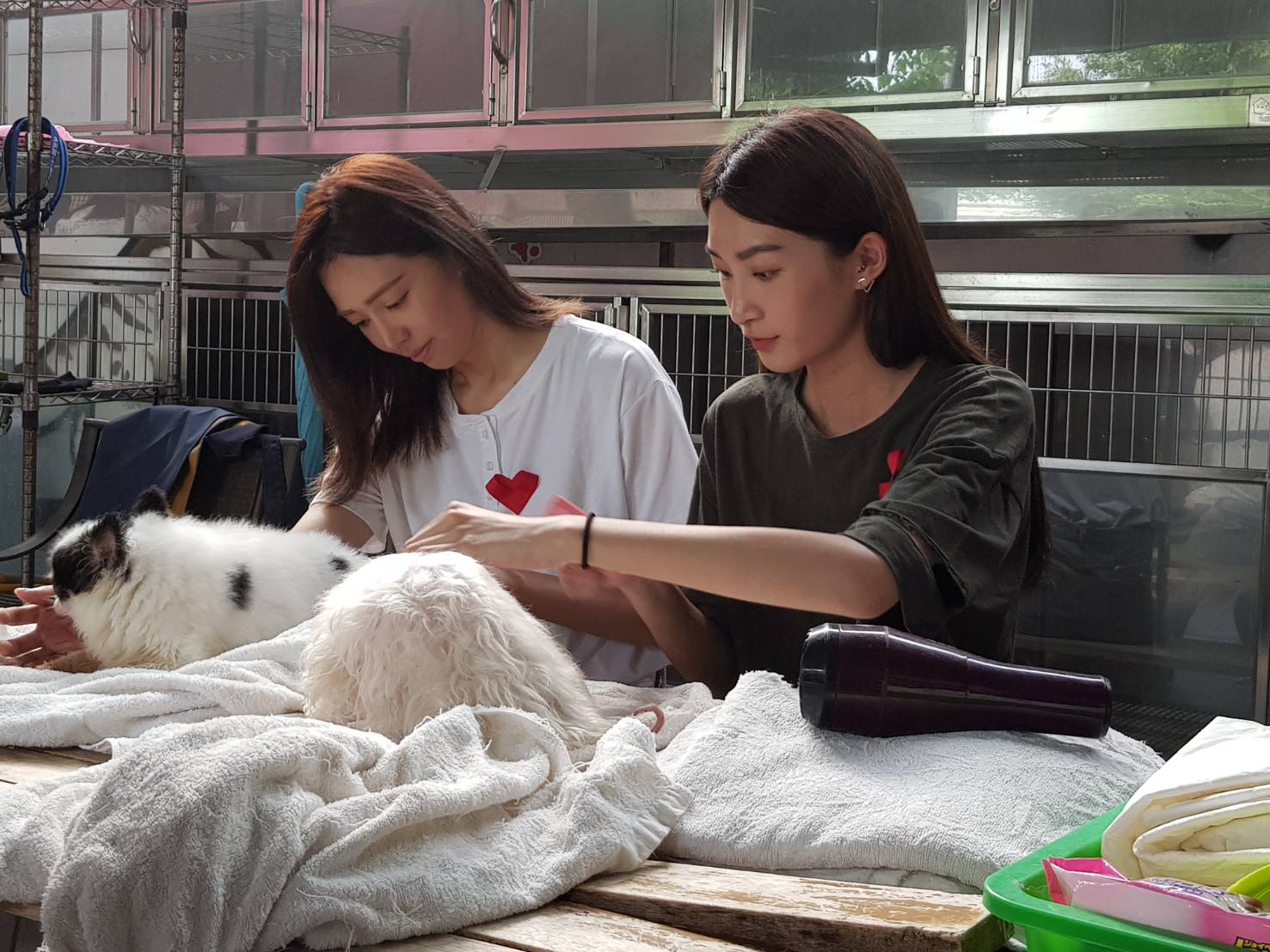 凱渥名模藝人王心恬(左)、林蔚廷,幫板橋動物之家收容的狗狗理毛。 圖/新北市動保處提供 凱渥名模藝人王心恬(左)、林蔚廷,幫板橋動物之家收容的狗狗理毛。 圖/新北市動保處提供