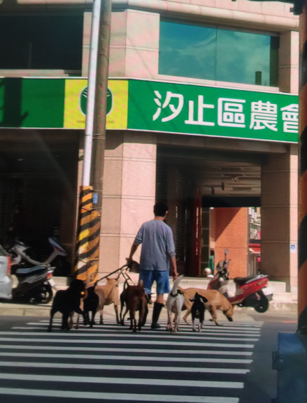 劉姓瘖啞男子每天早、晚帶狗寶貝們外出散門,都會繫上狗繩。 圖:新北市動保處提供 劉姓瘖啞男子每天早、晚帶狗寶貝們外出散門,都會繫上狗繩。 圖:新北市動保處提供