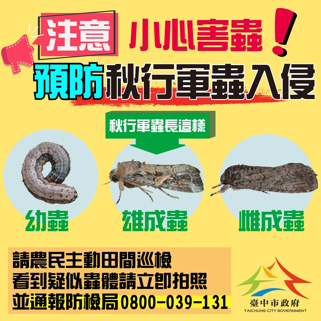 秋行軍蟲長這樣。 圖 : 台中市政府/提供 秋行軍蟲長這樣。 圖 : 台中市政府/提供