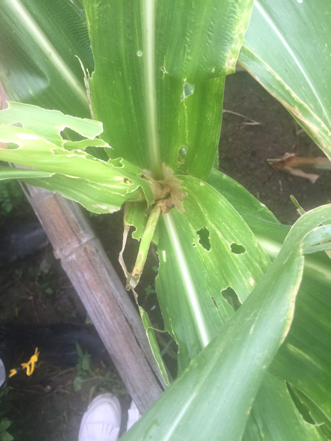 農家種植的玉米田面積約2坪,最近發現玉米田被蟲啃食嚴重,經防疫局確認是秋行軍蟲。 圖:桃園市政府農業局/提供 農家種植的玉米田面積約2坪,最近發現玉米田被蟲啃食嚴重,經防疫局確認是秋行軍蟲。 圖:桃園市政府農業局/提供