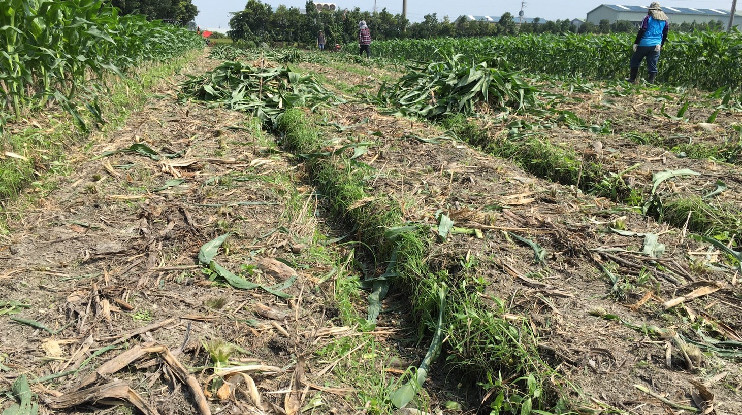 農業局砍除了玉米植株集中管制,預計再兩日內全數燒毀完畢,另外在田區四周同步使用防治藥劑,全力防堵秋行軍蟲擴散。 圖:台中市府提供