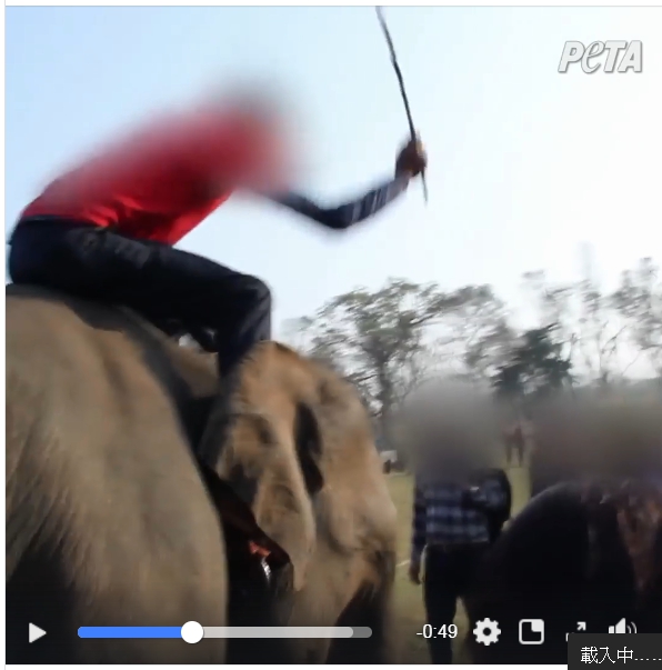 象夫正在毆打大象。 圖 : 翻攝自PETA影片 象夫正在毆打大象。 圖 : 翻攝自PETA影片