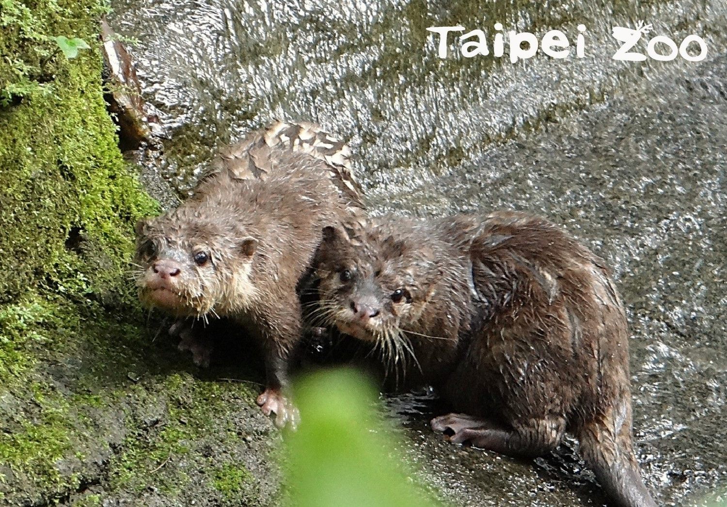 小爪水獺的新生寶寶。 圖:台北市立動物園/提供 小爪水獺的新生寶寶。 圖:台北市立動物園/提供