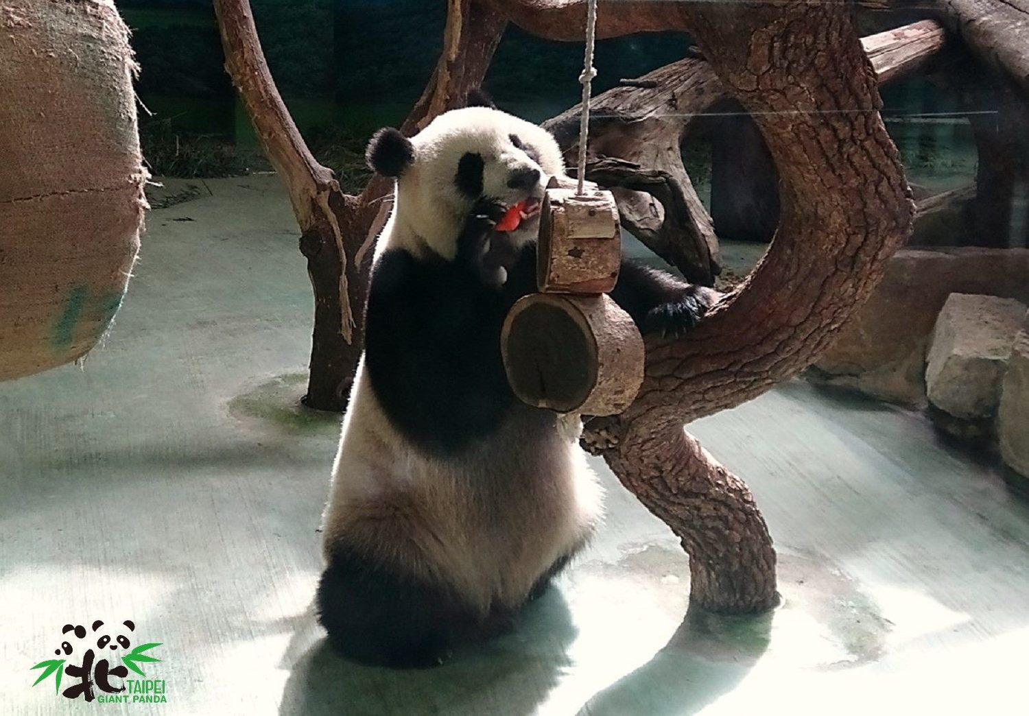 熊貓「圓仔」。 圖:台北市立動物園/提供 熊貓「圓仔」。 圖:台北市立動物園/提供