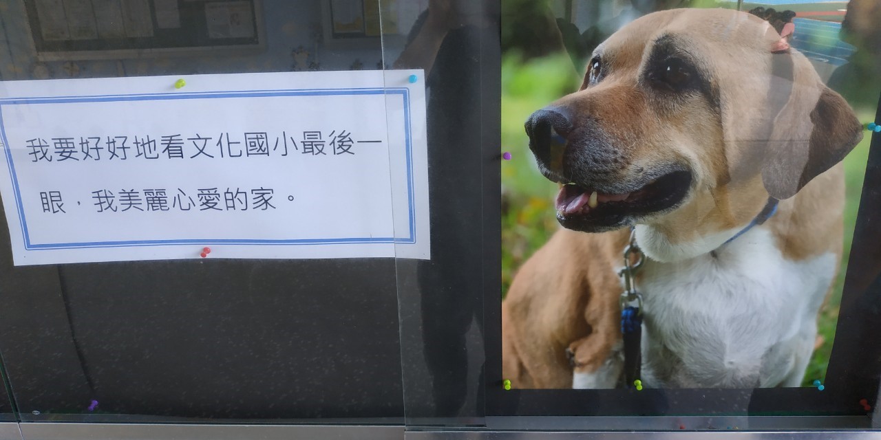 淡水文化國小網紅校園犬「小白襪」病逝,學校布置牠的照片身影。 圖:新北市動保處提供 淡水文化國小網紅校園犬「小白襪」病逝,學校布置牠的照片身影。 圖:新北市動保處提供
