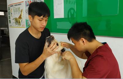 警員孫法祺(左)帶著他的搭檔警犬「多多」給獸醫師進行耳道健康檢查。 圖:新北市政府動保處/提供 警員孫法祺(左)帶著他的搭檔警犬「多多」給獸醫師進行耳道健康檢查。 圖:新北市政府動保處/提供