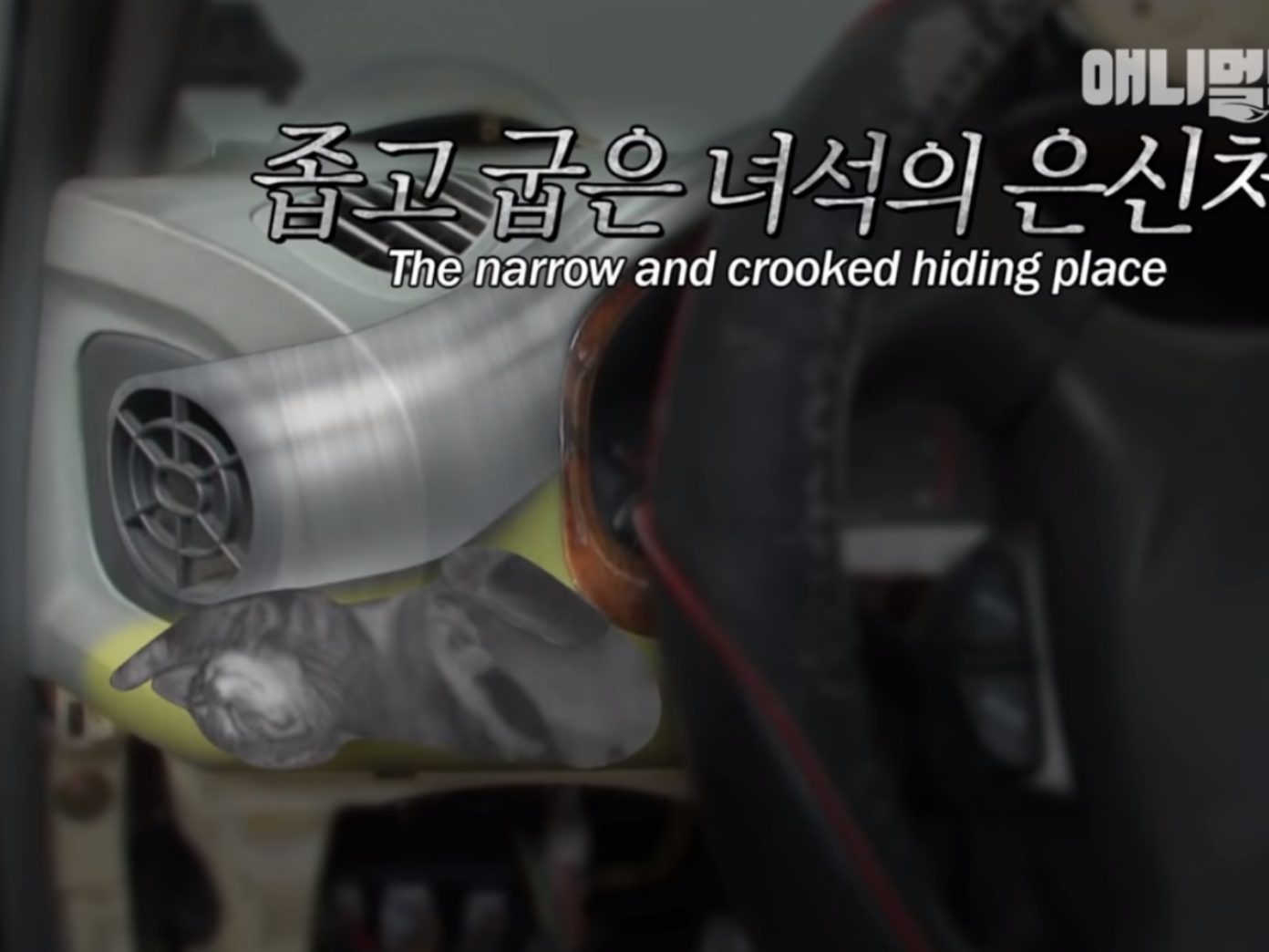 月亮再次證明,貓咪就是水做的。 圖/Youtube@SBS TV동물농장x애니멀봐 月亮再次證明,貓咪就是水做的。 圖/Youtube@SBS TV동물농장x애니멀봐