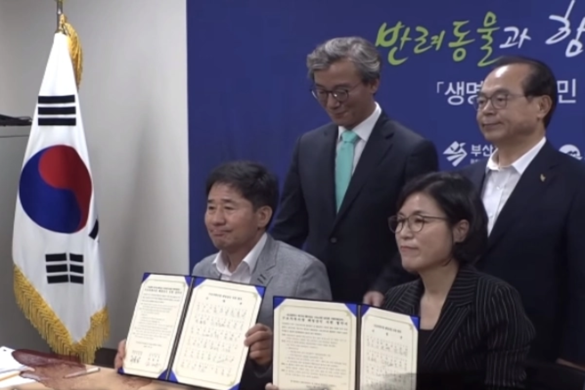 釜山市政府與市場簽訂條約,從此不再宰殺及販售狗肉。 圖/翻攝自FB@SBS TV동물농장x애니멀봐 釜山市政府與市場簽訂條約,從此不再宰殺及販售狗肉。 圖/翻攝自FB@SBS TV동물농장x애니멀봐
